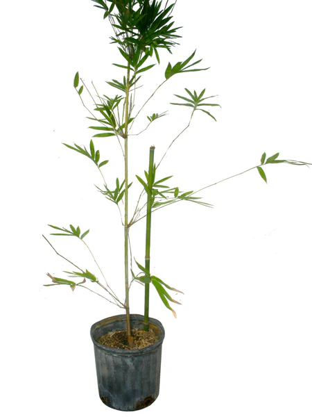 Bambusa chungii (Tropical Blue Bamboo)